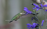 ruby throated hummingbird female 0104 2 6-15-08.jpg