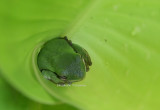 tree frog 0341 2 6-21-08.jpg