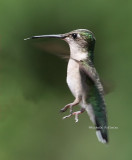 ruby throated hummingbird female 0042 2 6-28-08.jpg