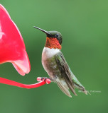 ruby throated hummingbird male 0419 7-3-08.jpg