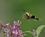 hummingbird moth 0071 2 7-5-08.jpg