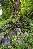 1752 Historical stone tablets at the base of a sacred tree.