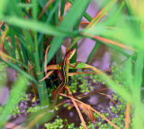 9847 A lizard commonly found in and around the rice paddies.