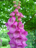 Foxglove