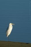 Great Egret 2