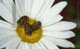 Feeding Frenzy - Flower beetles