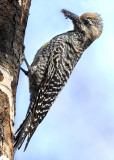 Sapsucker, Williamsons