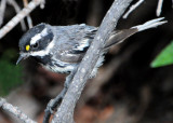 Warbler Black-throated Grey D-014.jpg