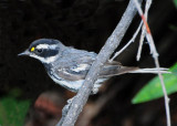 Warbler Black-throated Grey D-016.jpg