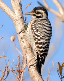 Woodpecker Ladder-backed female    D-004.jpg