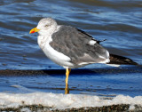 Gull, Lesser Black-backed