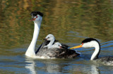 Grebe, Clarks