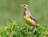 Meadowlark, Western (Juvenile)