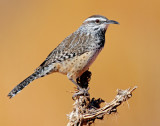 Wren, Cactus