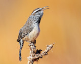 Wren, Cactus