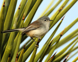 Gnatcatcher, Black-tailed