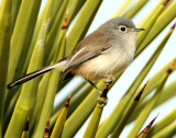 Gnatcatcher, Black-tailed