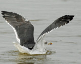 Gull, Black-backed #2