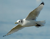 Kittiwake, Black-legged