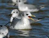 Kittiwake, Black-legged