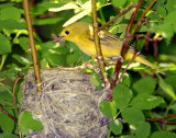 Warbler Yellow D-032.jpg