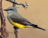 Kingbird Western D-002.jpg