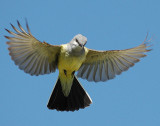 Kingbird Western D-017.jpg