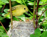 Warbler Yellow D-48.jpg