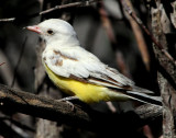 Kingbird Western  (leucistic)