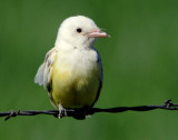 Kingbird Western  (leucistic)