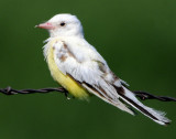 Kingbird Western  (leucistic)