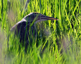 Bittern American D-016.jpg