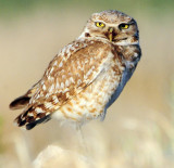 Owl Burrowing D-062.jpg