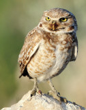 Owl Burrowing D-069.jpg