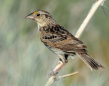 Sparrow, Grasshoipper