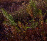 Rain Soaked Brush - Boise