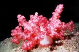 DENDRONEPHTHYA soft coral