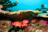 將軍甲 Redcoat Soldier fish