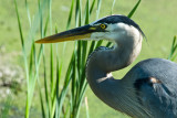 Great Blue Heron head