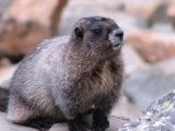 Hoary marmot