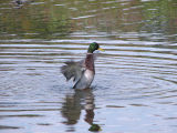 IMG_1018drake mallard.jpg