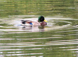 IMG_1020Drake mallard.jpg