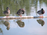 IMG_1042mallards.jpg