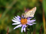 Juba skipper Hesperia juba.jpg