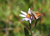 Juba skipper Hesperia juba2.jpg