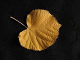 gold leaf