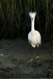 Snowy Egret <i>Egretta Thula</i>