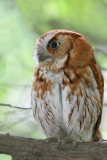 Eastern Screech-Owl <i>Otus Asio</i>