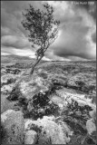 Windswept Tree