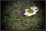 Gone to Seed